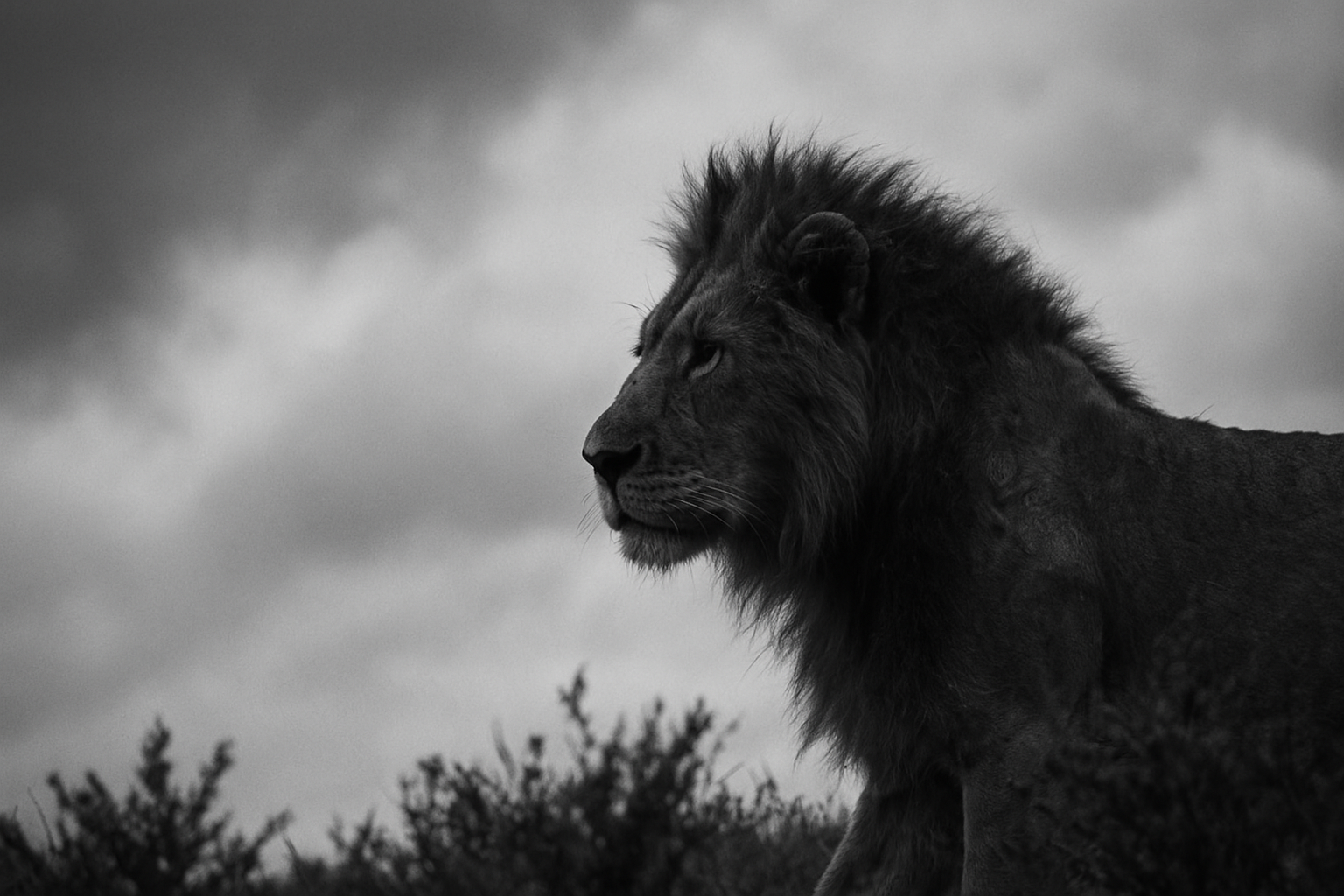 Majestic lion portrait in black and white